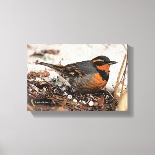 Stunning Varied Thrush Songbird in the Snow Canvas Print