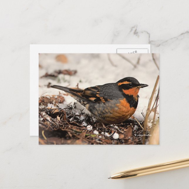 Stunning Varied Thrush Songbird in the Snow Postcard (Front/Back In Situ)