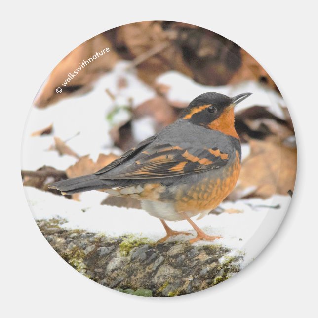 Stunning Varied Thrush Songbird in Winter Magnet (Front)