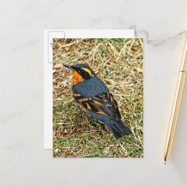 Stunning Varied Thrush Songbird on Lawn Postcard (Front/Back In Situ)