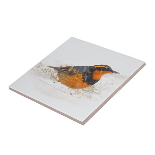 Stunning Varied Thrush Songbird on Snowy Day Ceramic Tile