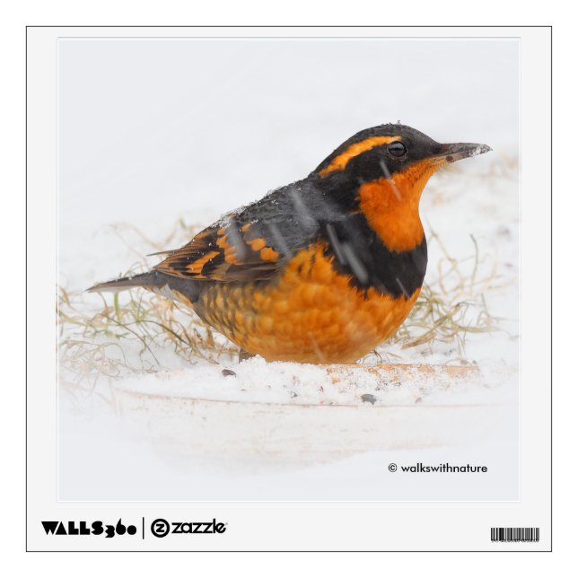 Stunning Varied Thrush Songbird on Snowy Day Wall Sticker (Front)