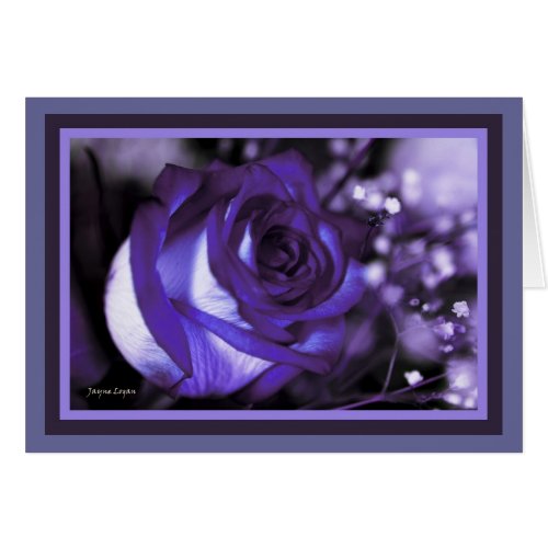 stunning Violet Rose Blank Card Template