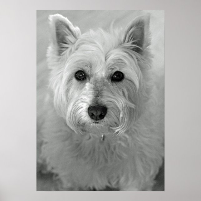 Stunning West Highland Terrier Dog (Westie) Poster (Front)