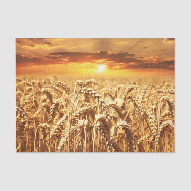 Stunning wheat field sunset tissue paper (Front)