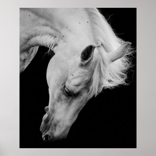 Stunning white horse on black looking down poster