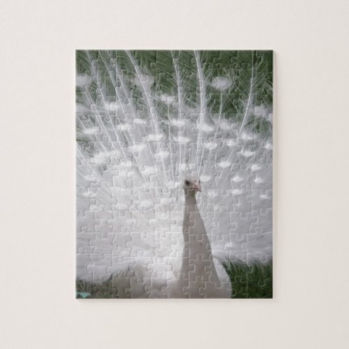 Stunning white Peacock  Peafowl full plume Jigsaw Puzzle