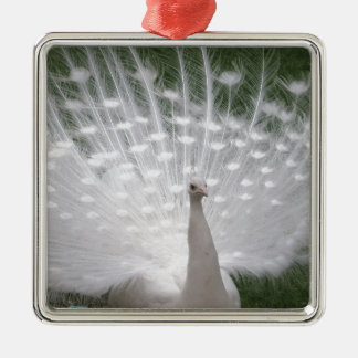 Stunning white Peacock ( Peafowl) full plume Metal Ornament