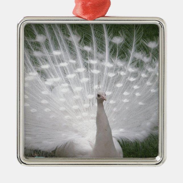 Stunning white Peacock ( Peafowl) full plume Metal Ornament (Front)