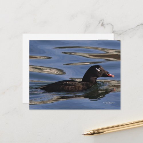 Stunning White_Winged Scoter Duck at Piers Edge Postcard