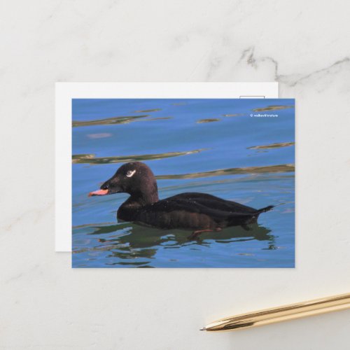 Stunning White_Winged Scoter Duck at Piers Edge Postcard