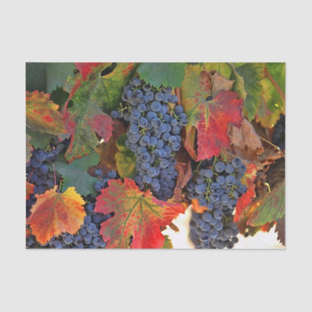 Stunning Wine Vineyard Tissue Paper (Front)