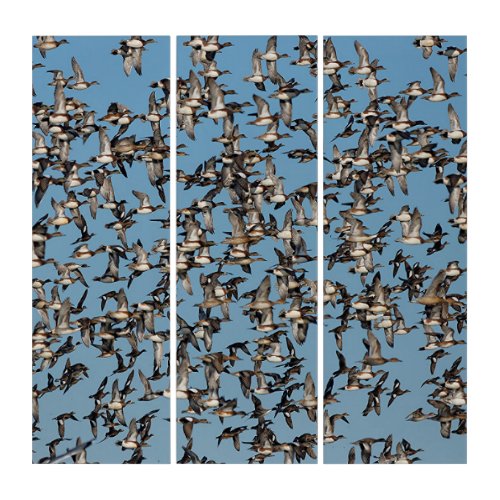 Stunning Winter Ducks in Flight Triptych