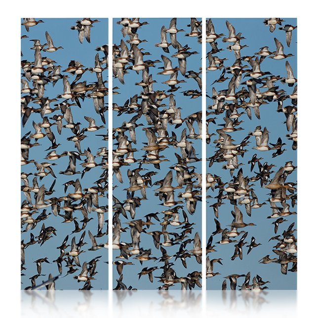 Stunning Winter Ducks in Flight Triptych (Stunning Winter Ducks in Flight Triptych Cover Photo)