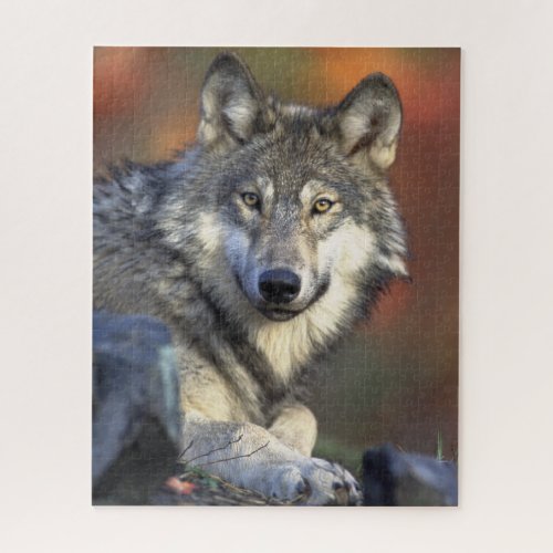Stunning wolf portrait jigsaw puzzle