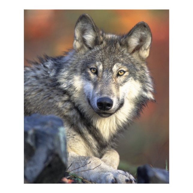 Stunning wolf portrait photo print (Front)
