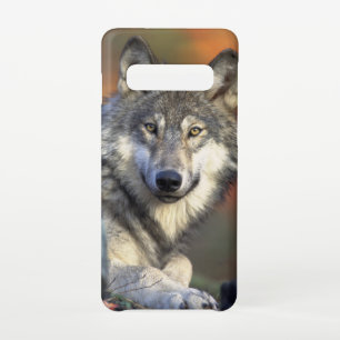 Stunning wolf portrait samsung galaxy s10 case