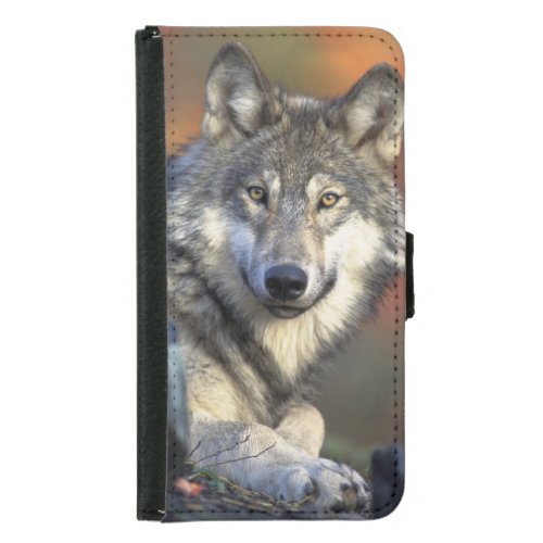 Stunning wolf portrait samsung galaxy s5 wallet case