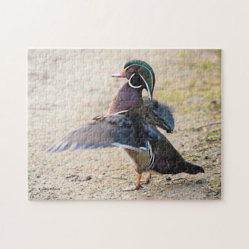 Stunning Wood Duck Flapping Wings Jigsaw Puzzle