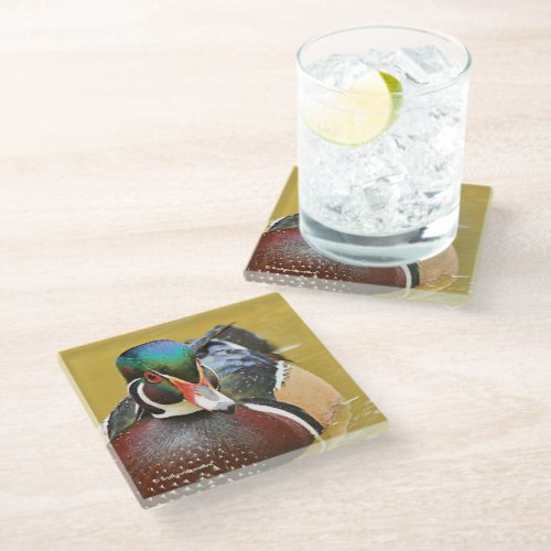 Stunning Wood Duck in the Pond Glass Coaster