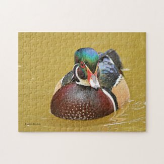 Stunning Wood Duck in the Pond Jigsaw Puzzle