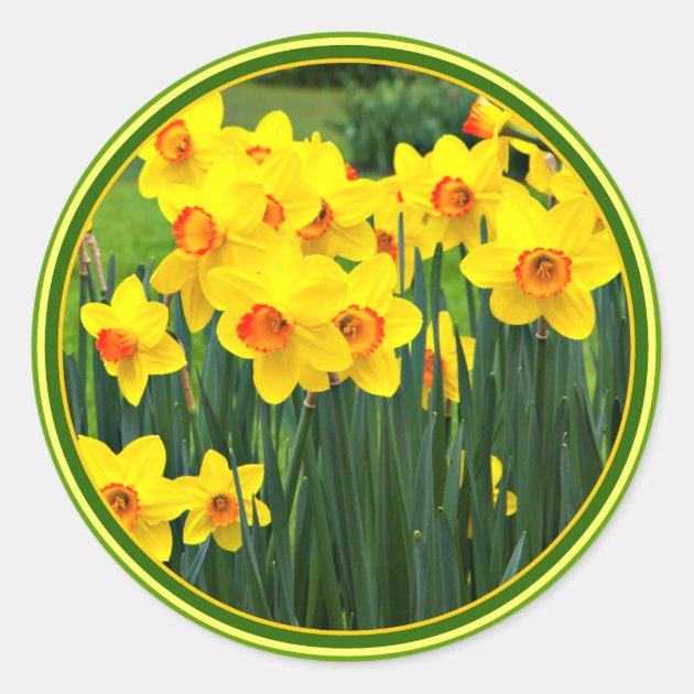 Stunning Yellow Daffodils for March Birthday Classic Round Sticker