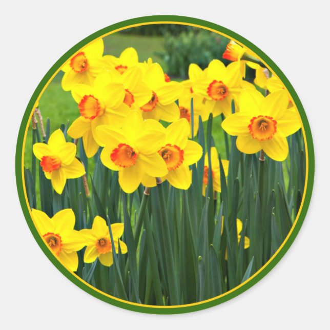 Stunning Yellow Daffodils for March Birthday Classic Round Sticker (Front)