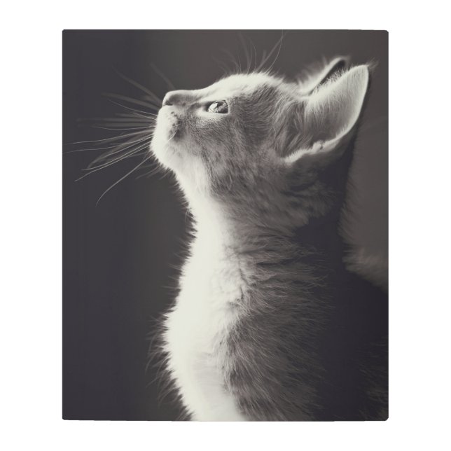Stunning young kitten side view portrait looking metal print (Front)
