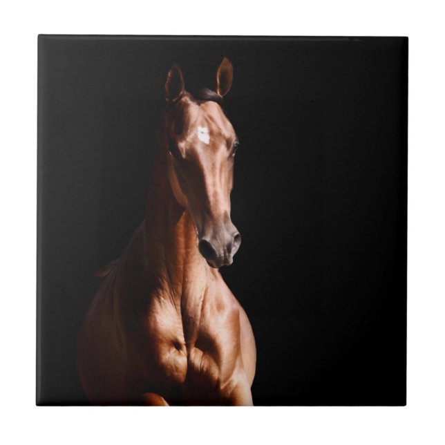 Stunning Young Stallion Tile (Front)