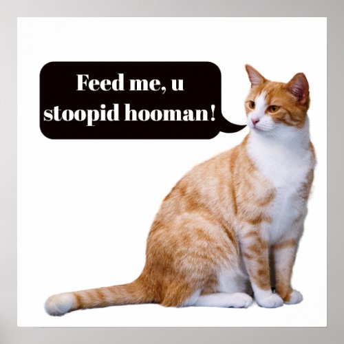 Stupid Hooman Funny Hungry Cat Poster