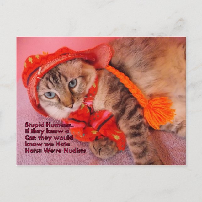 stupid humans humor postcard (Front)