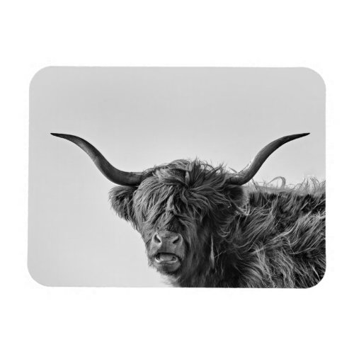 Sturdy highland cow in monochrome magnet