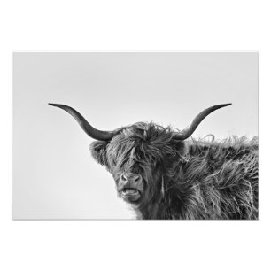 Sturdy highland cow in monochrome photo print