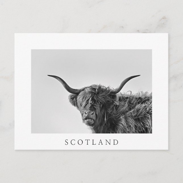 Sturdy highland cow in monochrome postcard (Front)