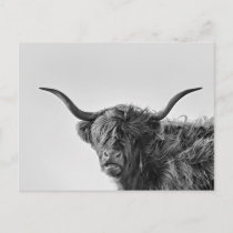 Sturdy highland cow in monochrome postcard