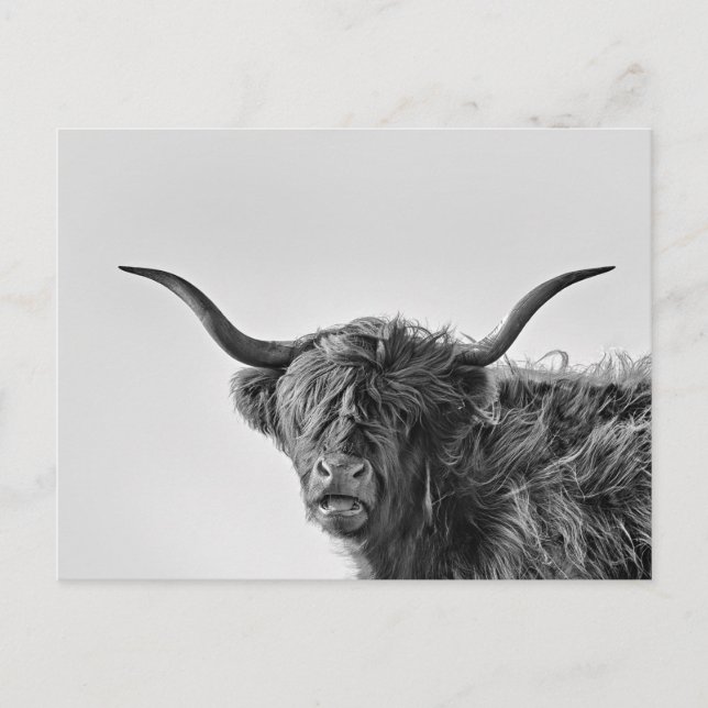 Sturdy highland cow in monochrome postcard (Front)