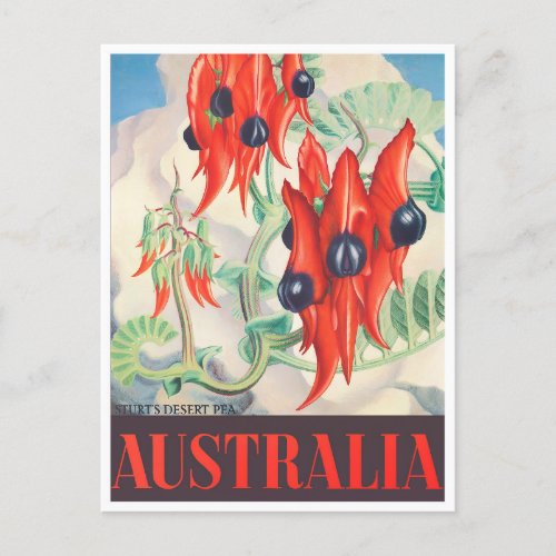 Sturt Desert Pea Australia vintage travel Postcard