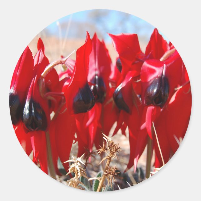 Sturt's Desert Pea Classic Round Sticker (Front)