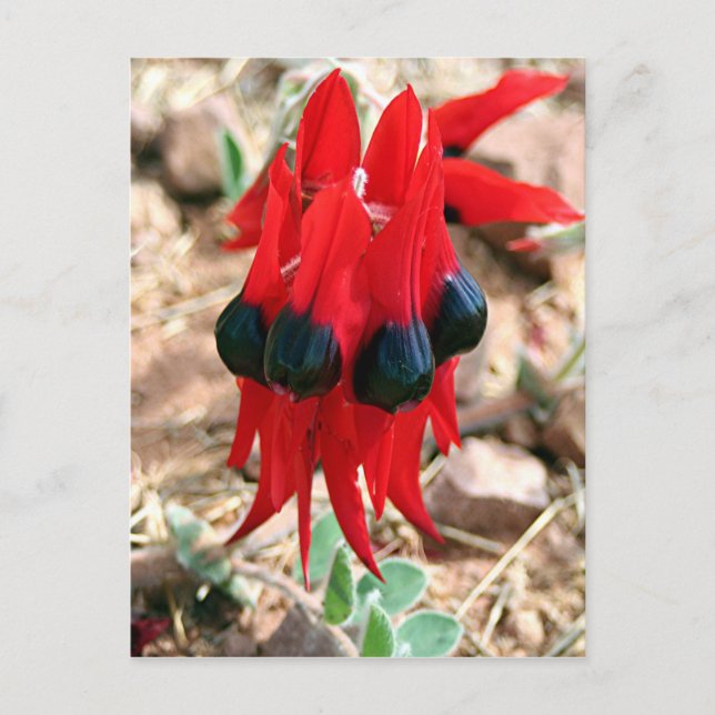 Sturt's desert pea flowers postcard (Front)
