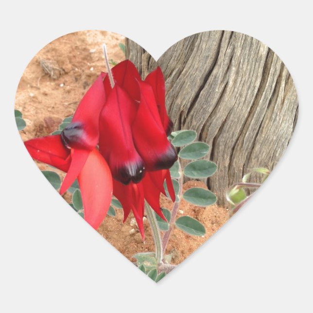 Sturt's Desert Pea heart sticker (Front)