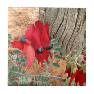 Sturt's Desert Pea square tile