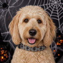 Stylish Black Spiderweb Halloween Dog