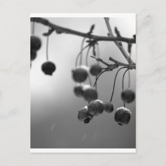 Stylish Black + White Christmas Berries Holiday Postcard