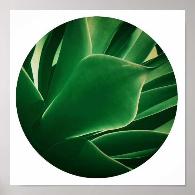 Stylish Bright Green Plant Succulent Poster (Front)