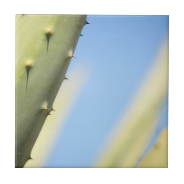 Stylish Green Aloe Blue Sky Espresso Ceramic Tile (Front)