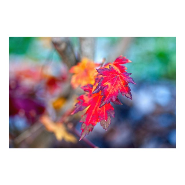 Stylish Japanese Maple leaves Photo Print (Front)