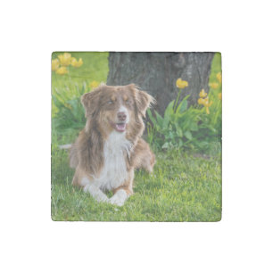 Stylish Modern Australian Shepherd Dog Photo Stone Magnet