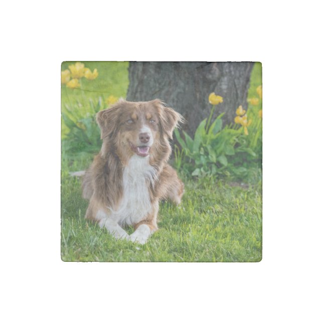 Stylish Modern Australian Shepherd Dog Photo Stone Magnet (Front)
