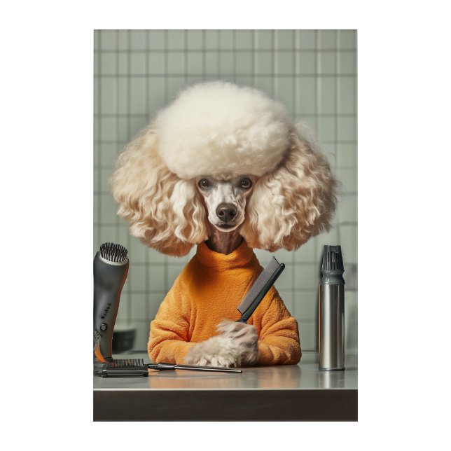 Stylish Poodle Grooming Session Acrylic Print (Front)
