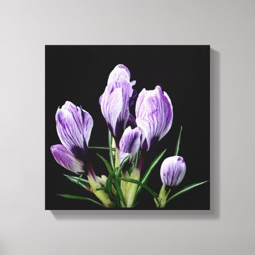 Stylish purple crocus flowers on black fine art  canvas print